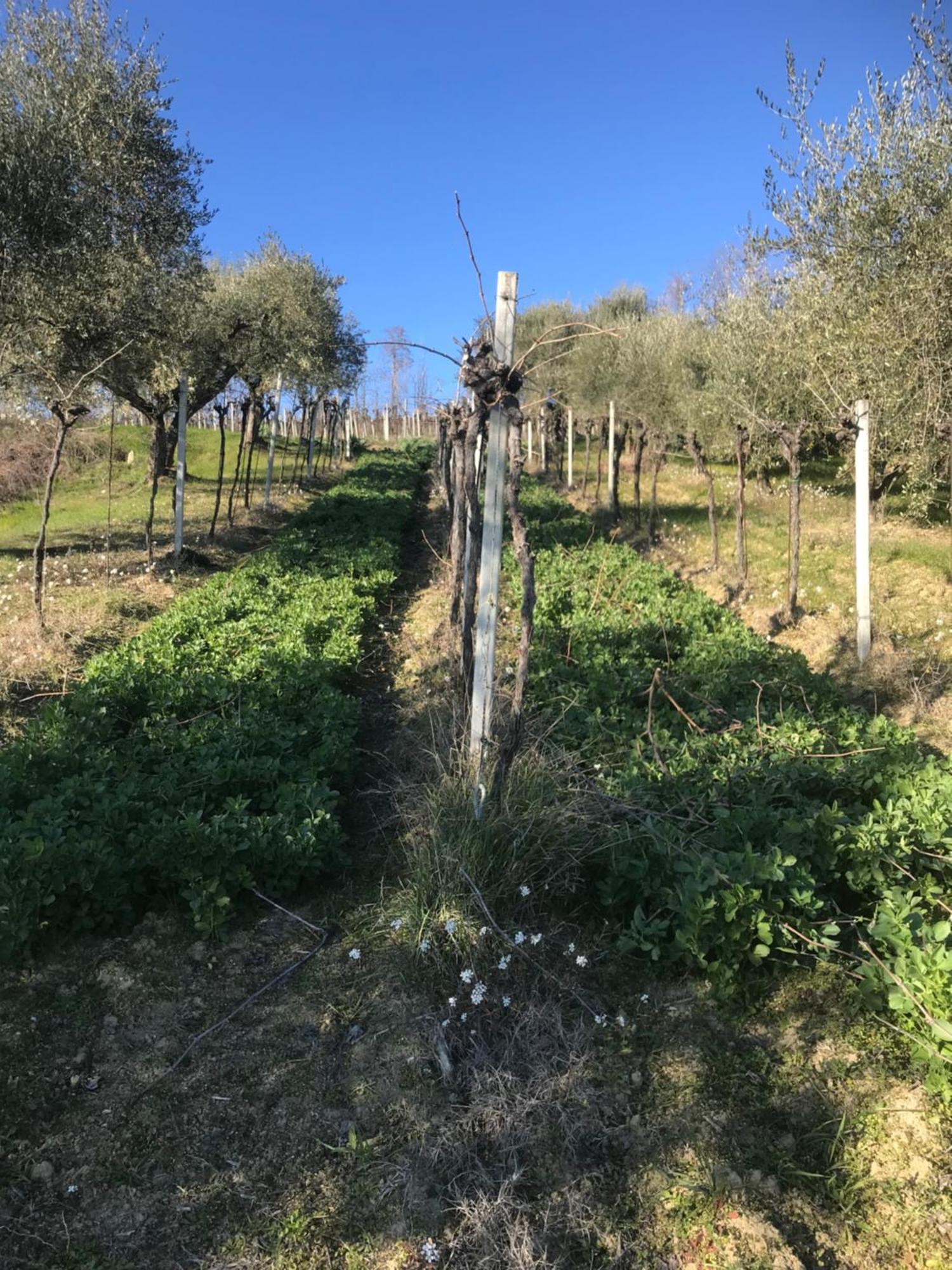 Agriturismo Cerquatonda Montalto delle Marche Ngoại thất bức ảnh